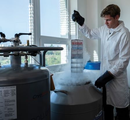 Hluboce zmrazený stav zaručuje kvalitu kmenových buněk po desítky let Hluboce zmrazený stav zaručuje kvalitu kmenových buněk po desítky let