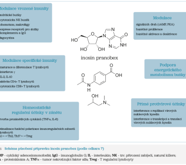 Obr. 1 Schéma působení přípravku inosin pranobex Obr. 1 Schéma působení přípravku inosin pranobex