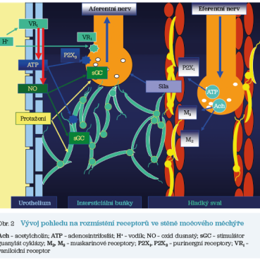 Obr. 2 Vývoj pohledu na&nbsp;rozmístění receptorů ve&nbsp;stěně močového měchýře