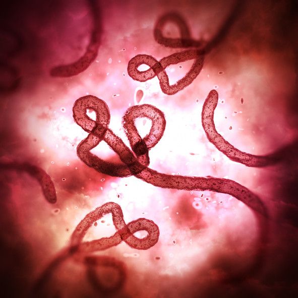 ebola